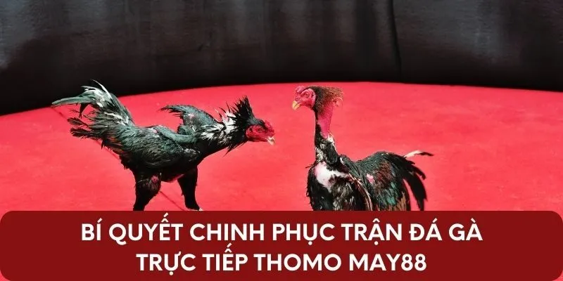 Bí quyết chinh phục trận đá gà trực tiếp Thomo May88