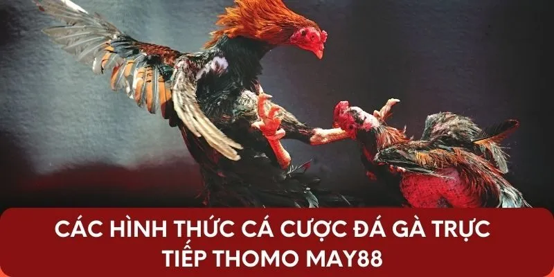 Các hình thức cá cược đá gà trực tiếp Thomo May88