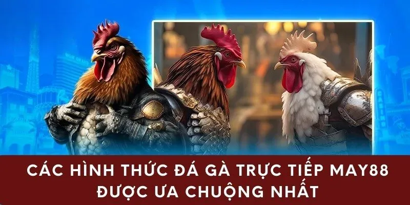 Các hình thức đá gà trực tiếp may88 được ưa chuộng nhất