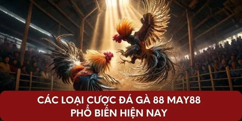 Các loại cược đá gà 88 May88 phổ biến hiện nay