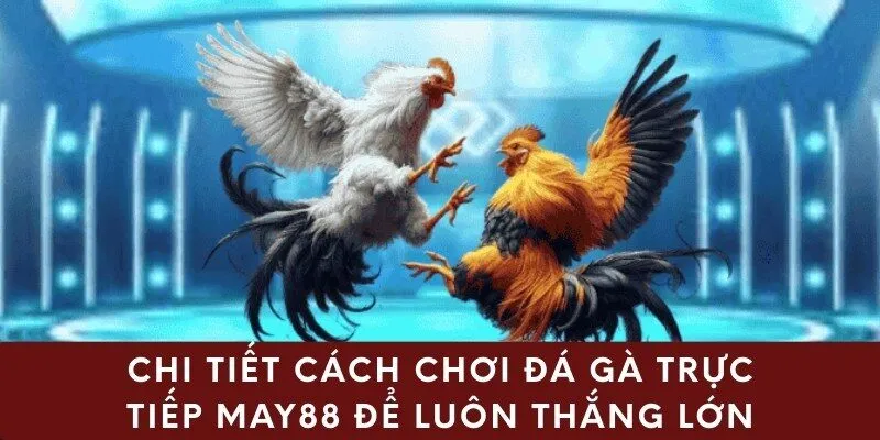 Chi tiết cách chơi đá gà trực tiếp May88 để luôn thắng lớn