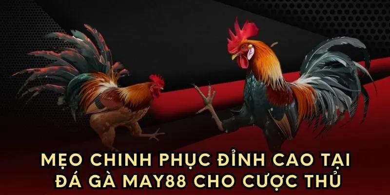 Mẹo chinh phục đỉnh cao tại đá gà May88 cho cược thủ