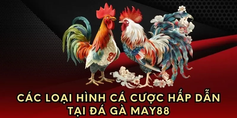 Các loại hình cá cược hấp dẫn tại đá gà May88