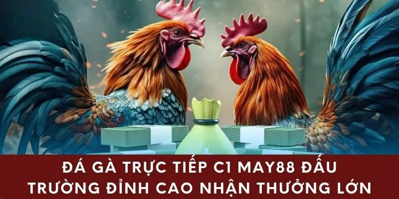 Đá Gà Trực Tiếp C1 May88 Đấu Trường Đỉnh Cao Nhận Thưởng