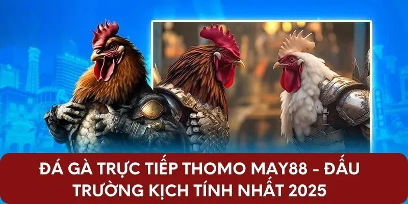 Đá Gà Trực Tiếp Thomo May88 - Đấu Trường Kịch Tính Nhất