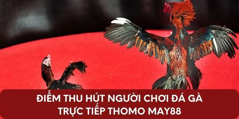 Điểm thu hút người chơi đá gà trực tiếp Thomo May88