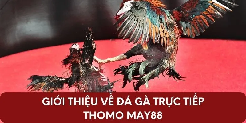 Giới thiệu về đá gà trực tiếp Thomo May88