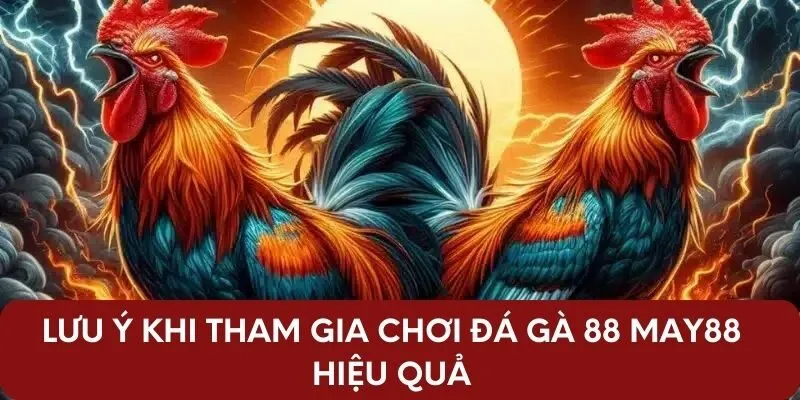 Lưu ý khi tham gia chơi đá gà 88 May88 hiệu quả