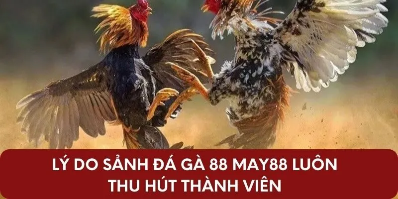 Lý do sảnh đá gà 88 May88 luôn thu hút thành viên