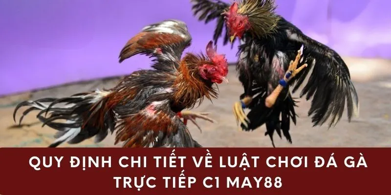 Quy định chi tiết về luật chơi đá gà trực tiếp C1 May88