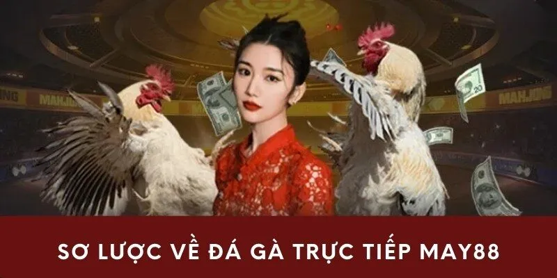 Sơ lược về đá gà trực tiếp may88