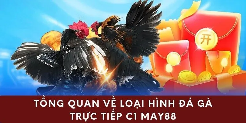 Tổng quan về loại hình đá gà trực tiếp C1 may88