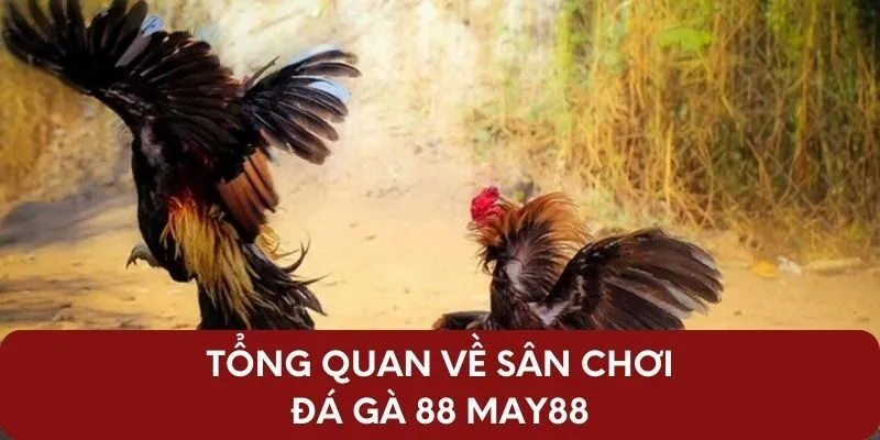 Tổng quan về sân chơi đá gà 88 May88